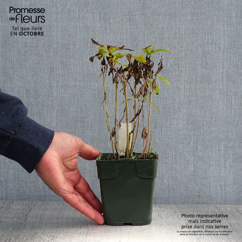 Ejemplar de Phlox paniculata Bambini Desire Maceta de 8/9 cm entregado en otoño