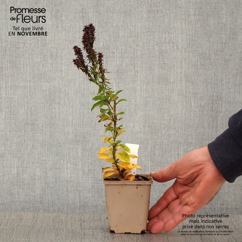 Ejemplar de Phlox paniculata Blind Lion Maceta de 8/9 cm entregado en otoño
