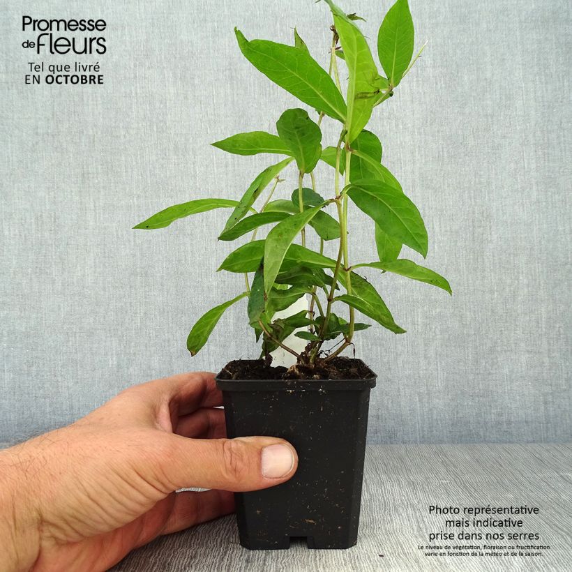 Ejemplar de Phlox paniculata Blue Paradise Maceta de 8/9 cm entregado en otoño