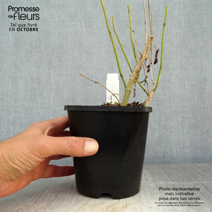 Ejemplar de Phlox paniculata Blue Paradise Maceta 1,5L/2L entregado en otoño