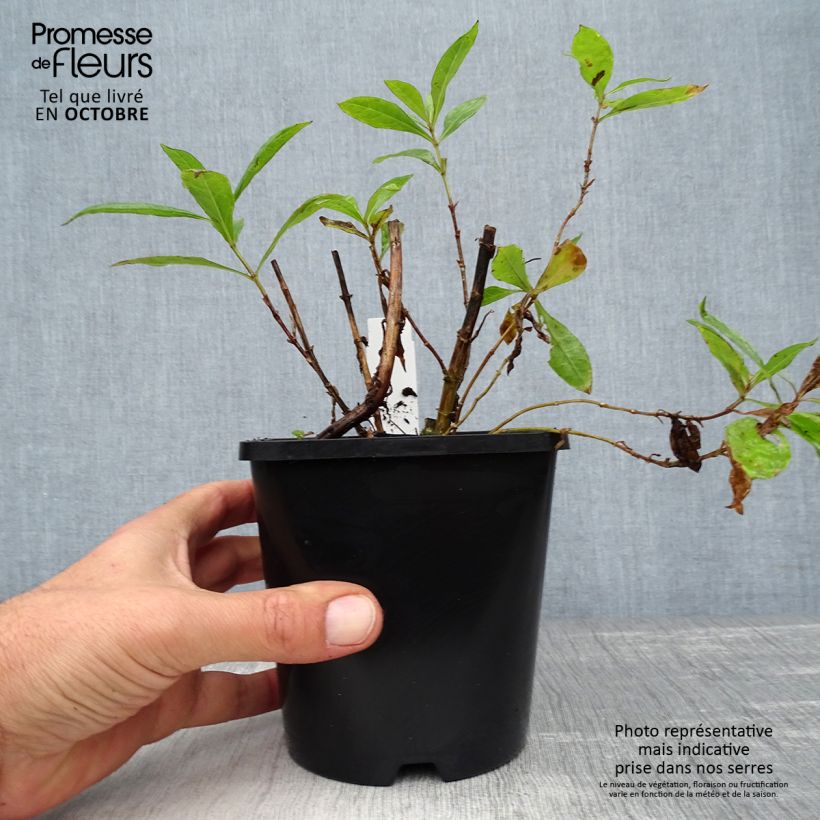 Ejemplar de Phlox paniculata Bright Eyes Maceta 1,5L/2L entregado en otoño