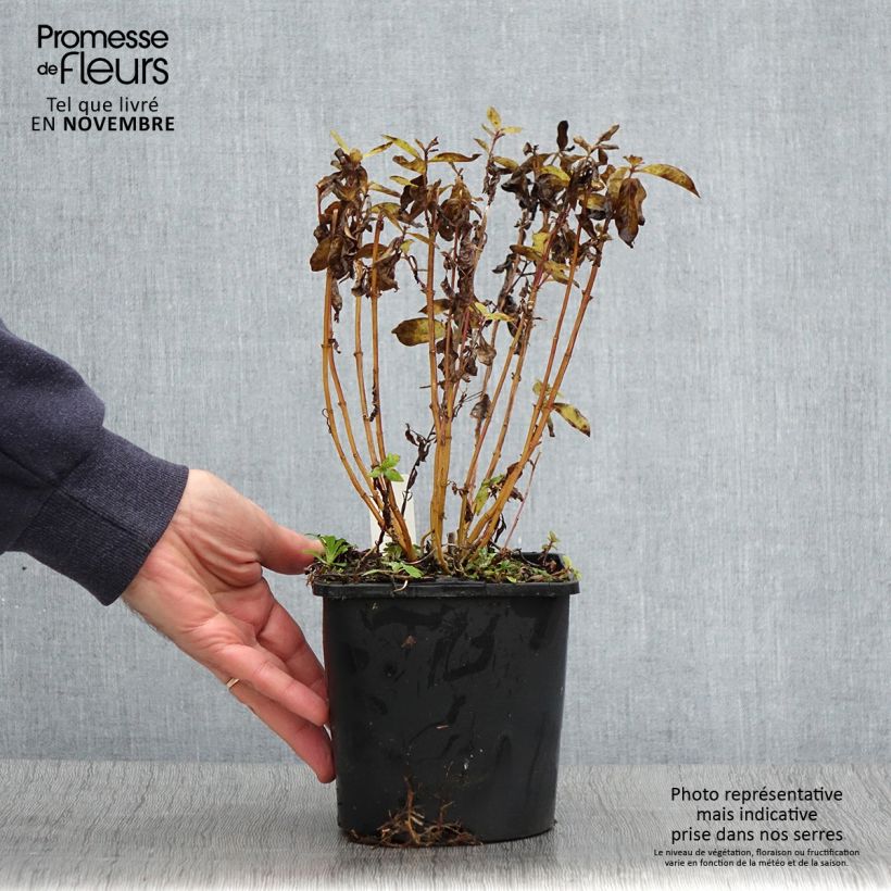 Ejemplar de Phlox paniculata Butonik Maceta 2L/3L entregado en otoño