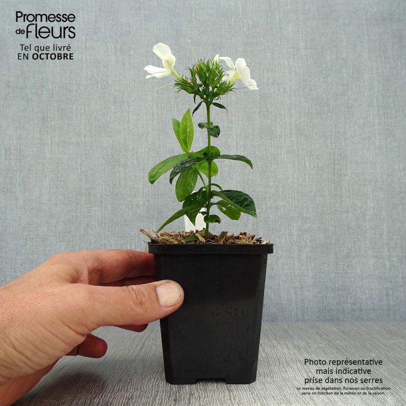 Ejemplar de Phlox paniculata David Maceta de 8/9 cm entregado en otoño