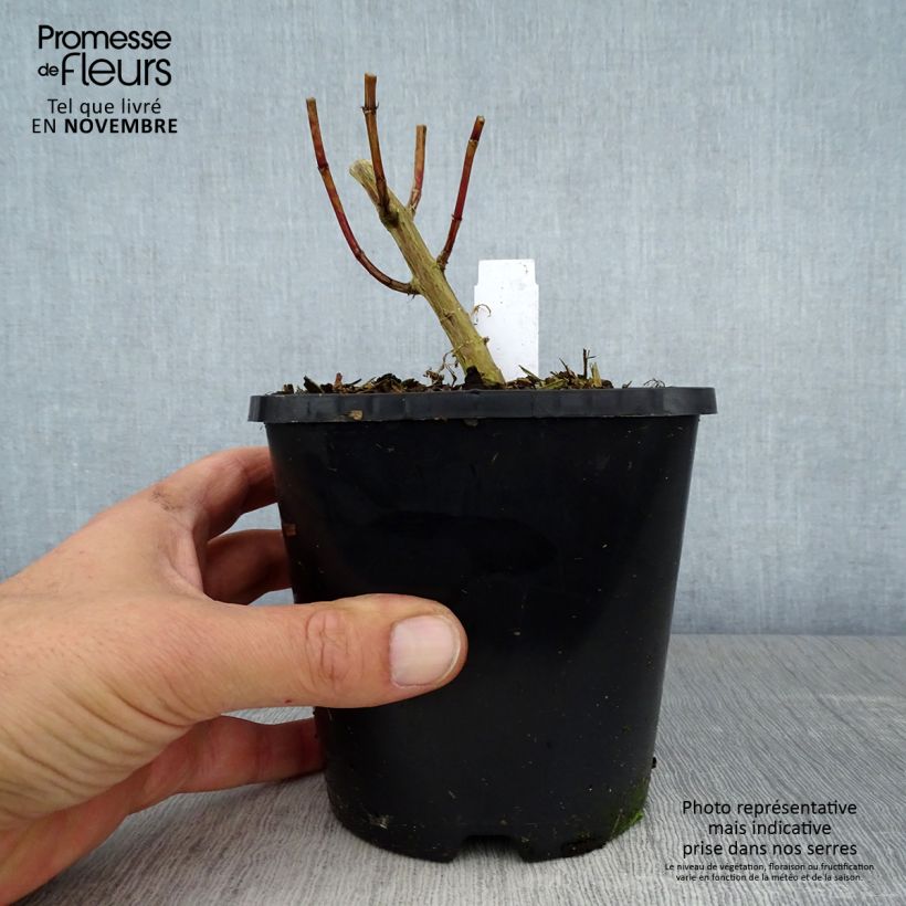 Ejemplar de Phlox paniculata David Maceta 1,5L/2L entregado en otoño