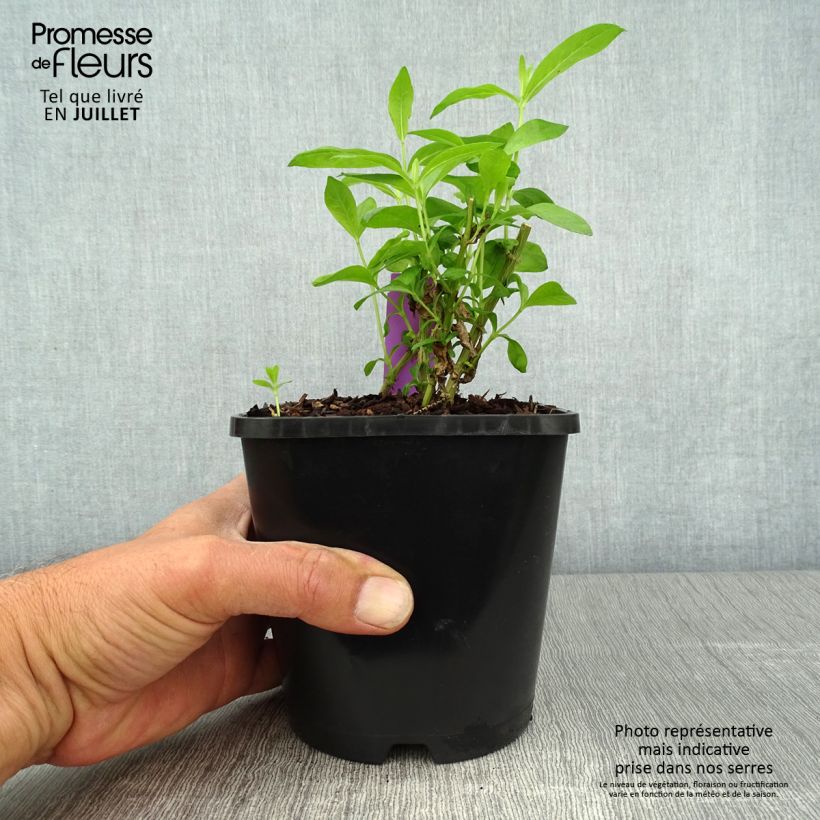 Ejemplar de Phlox paniculata David - Pot de 1.5L/2L entregado en verano