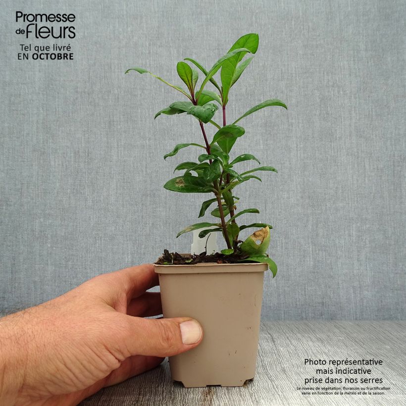 Ejemplar de Phlox paniculata Eva Cullum Maceta de 8/9 cm entregado en otoño