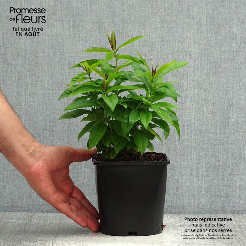 Ejemplar de Phlox paniculata Famous Cerise Maceta 1,5L/2L entregado en verano