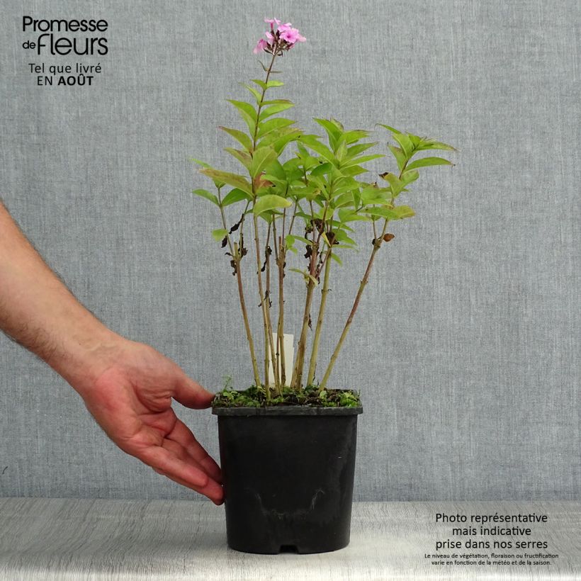 Ejemplar de Phlox paniculata Famous Light Pink Pot de 2L/3L entregado en verano