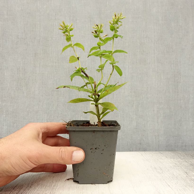 Ejemplar de Phlox paniculata Flame White Imp. Maceta de 8/9 cm entregado en otoño