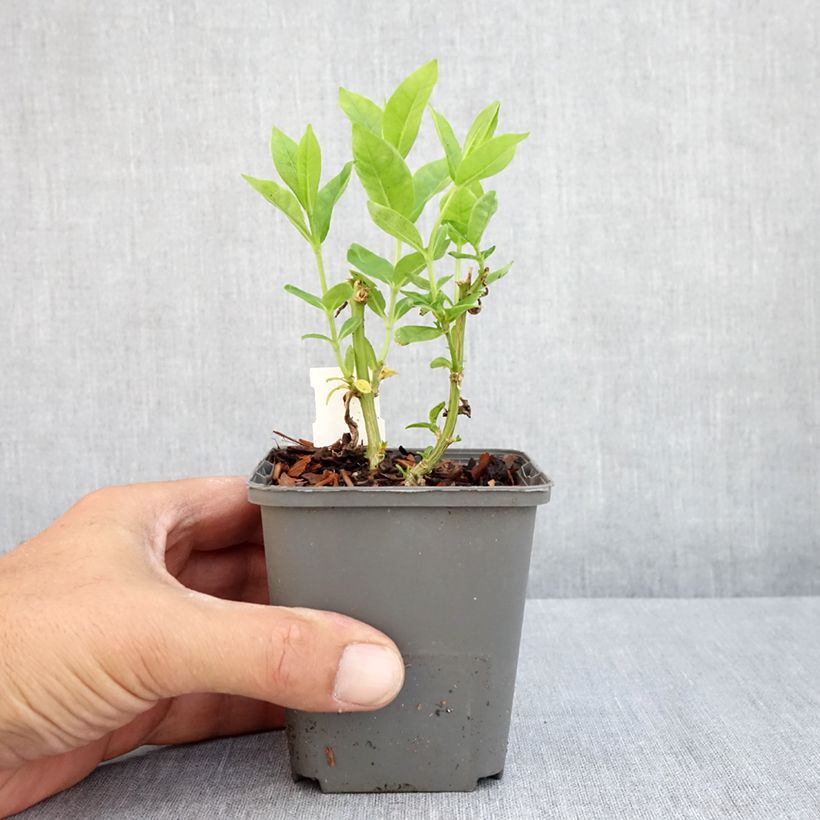Ejemplar de Phlox paniculata Flame White Imp. Maceta de 8/9 cm entregado en verano