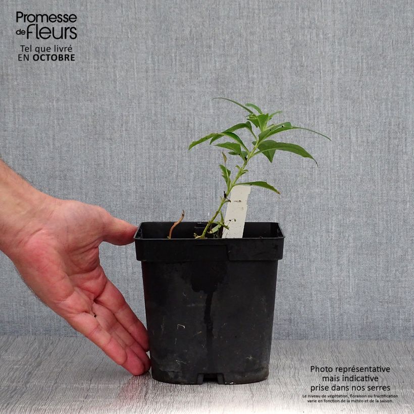Ejemplar de Phlox paniculata Fujiyama Maceta 2L/3L entregado en otoño