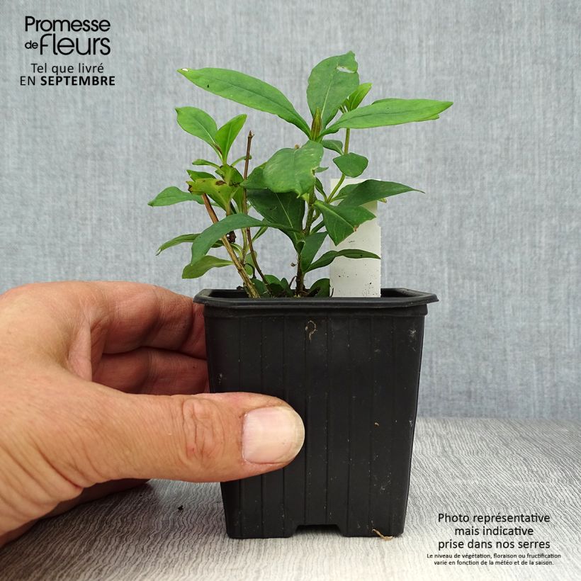 Ejemplar de Phlox paniculata Graf Zeppelin Maceta de 8/9 cm entregado en otoño