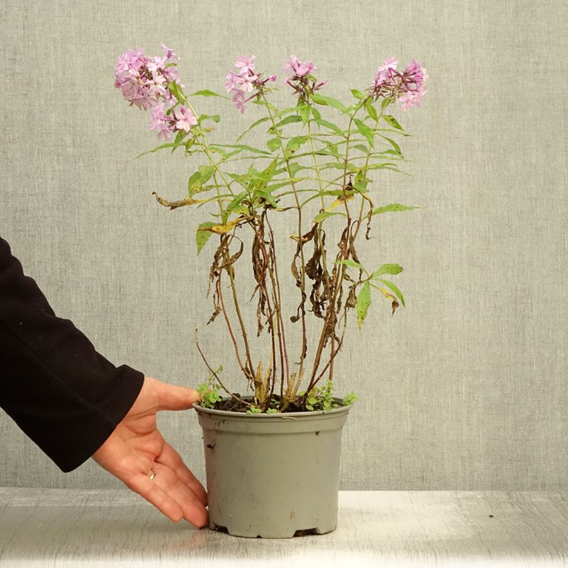 Ejemplar de Phlox paniculata Hesperis Maceta 2L/3L entregado en otoño