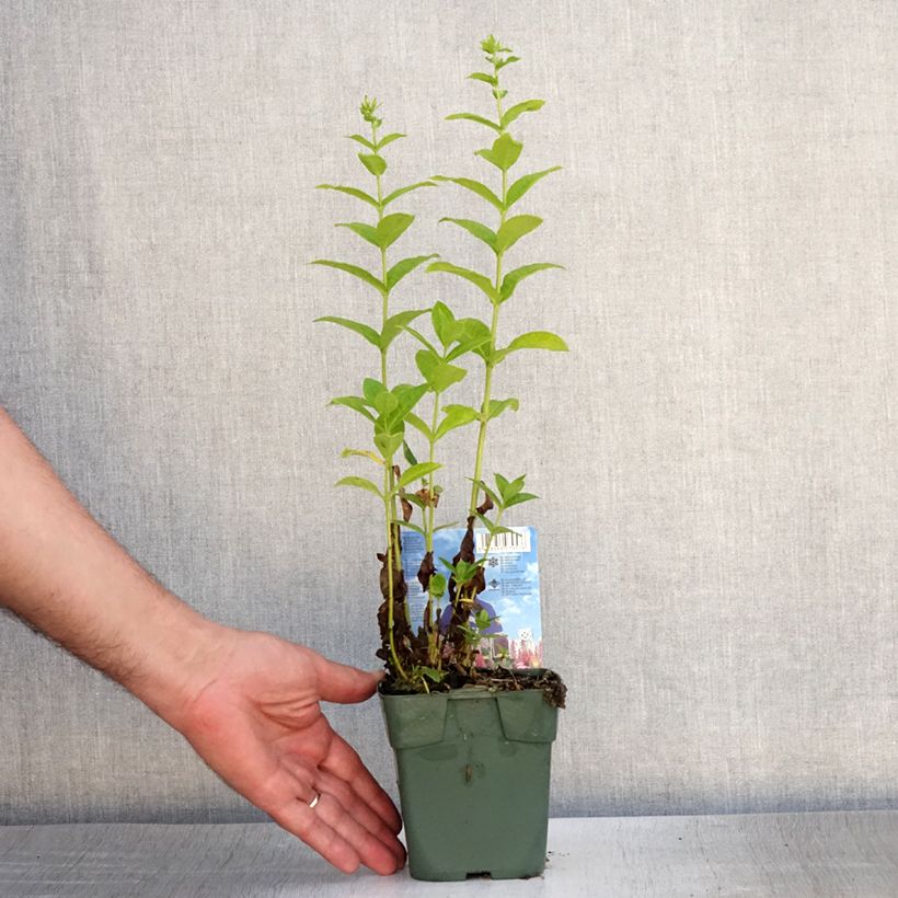 Ejemplar de Phlox paniculata Jade Maceta de 8/9 cm entregado en verano