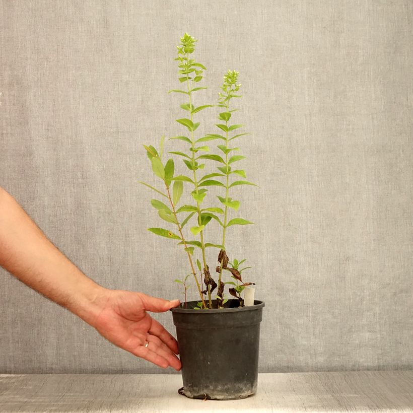 Ejemplar de Phlox paniculata Jade Maceta 2L/3L entregado en verano