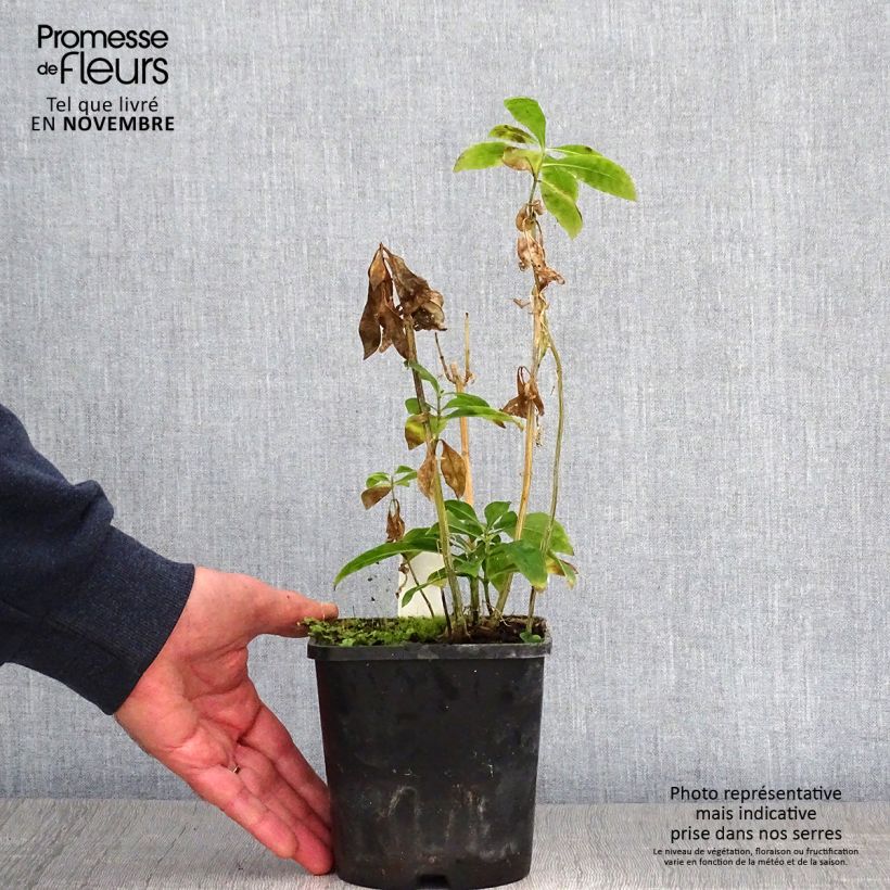 Ejemplar de Phlox paniculata Laura Maceta 1,5L/2L entregado en otoño