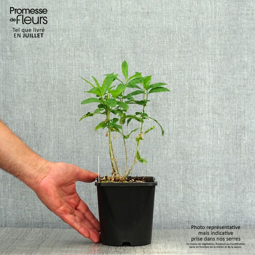 Ejemplar de Phlox paniculata Laura - pot de 1.5L/2L entregado en verano