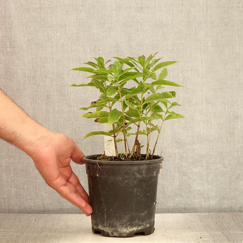 Ejemplar de Phlox paniculata Little Laura Maceta 2L/3L entregado en verano