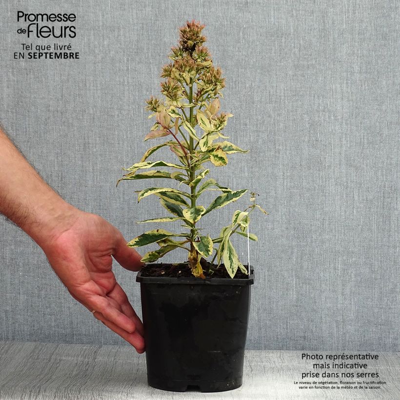 Ejemplar de Phlox paniculata Olympus - pot de 1.5L/2L entregado en verano
