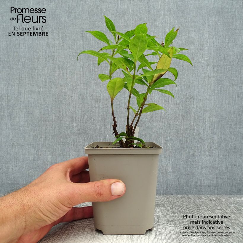 Ejemplar de Phlox paniculata Orange Perfection Godet de 9cm entregado en verano