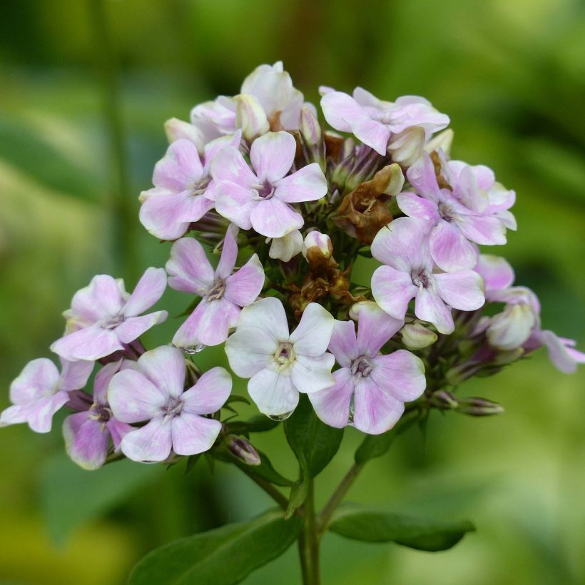 Phlox paniculata Sherbet Cocktail (Floración)