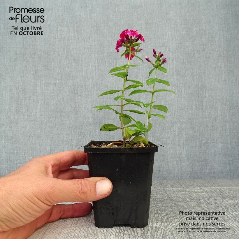 Ejemplar de Phlox paniculata Starfire Maceta de 8/9 cm entregado en otoño