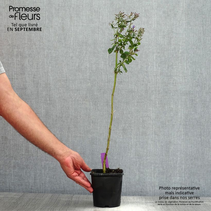 Ejemplar de Phlox paniculata Starfire Pot de 1L./1.5L. entregado en verano