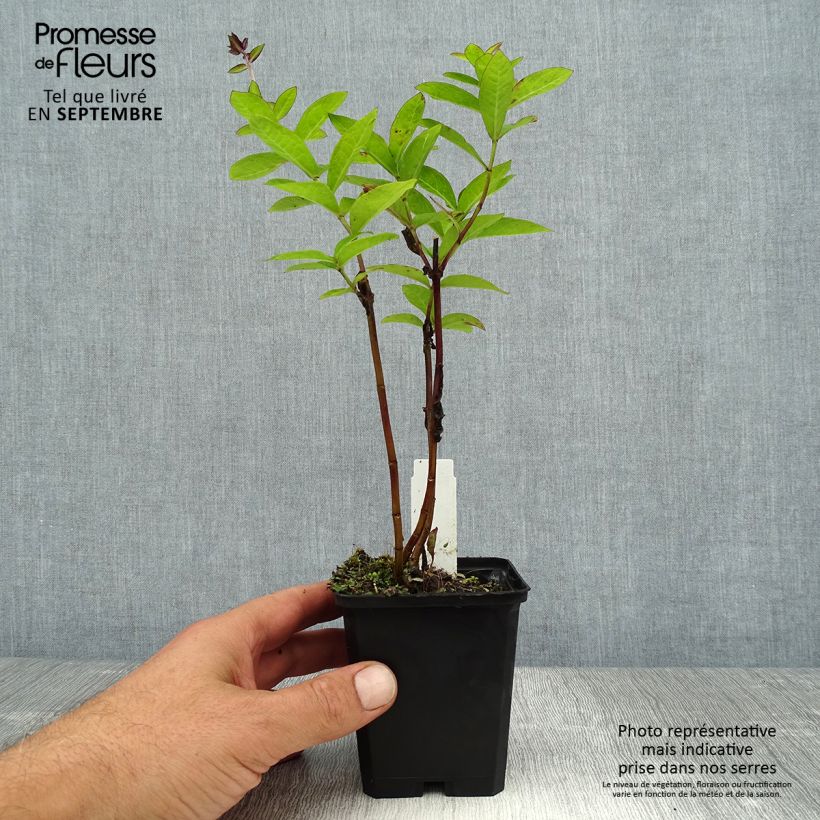 Ejemplar de Phlox paniculata The King - Phlox paniculé violet bleuté soutenu Godet de 9cm entregado en verano