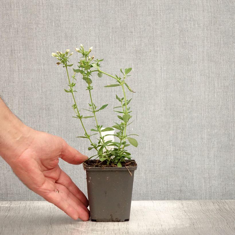 Ejemplar de Phlox paniculata Tiara Godet de 9cm entregado en verano