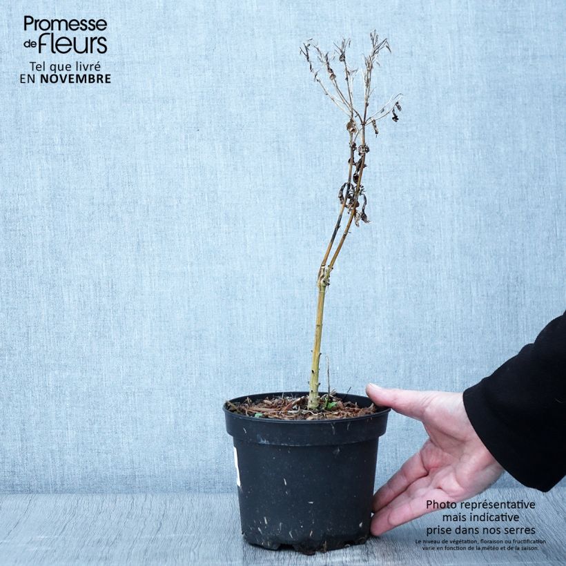 Ejemplar de Phlox paniculata Uspech Maceta 2L/3L entregado en otoño
