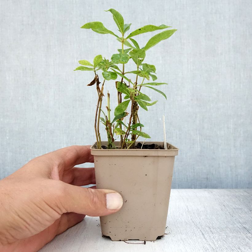 Ejemplar de Phlox paniculata Uspech Godet de 9cm entregado en verano