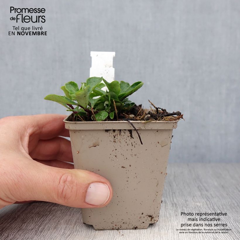 Ejemplar de Phlox stolonifera Home Fires Maceta de 8/9 cm entregado en otoño