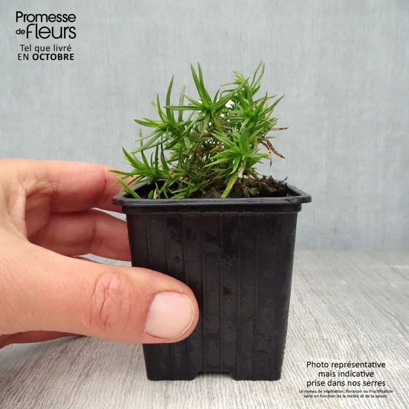 Ejemplar de Phlox subulata Purple Beauty - Flox musgoso Maceta de 8/9 cm entregado en otoño