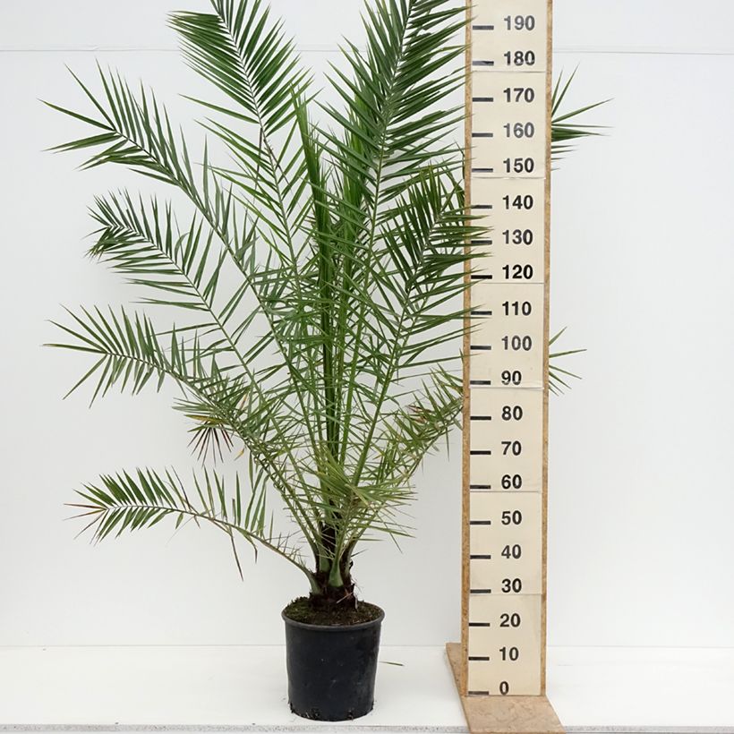 Phoenix canariensis - Palmera canaria Maceta 12L/15LAltura de entrega aprox. 150/+cm Ejemplar entregado en la primavera