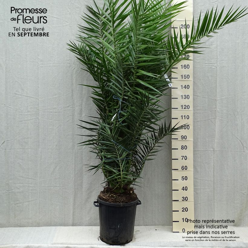 Ejemplar de Phoenix canariensis - Palmera canaria Maceta 30L/35L entregado en otoño
