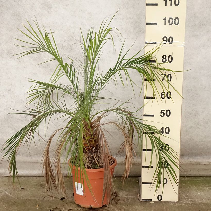 Ejemplar de Phoenix roebelinii - Palmera Maceta 7,5L/10L entregado en otoño