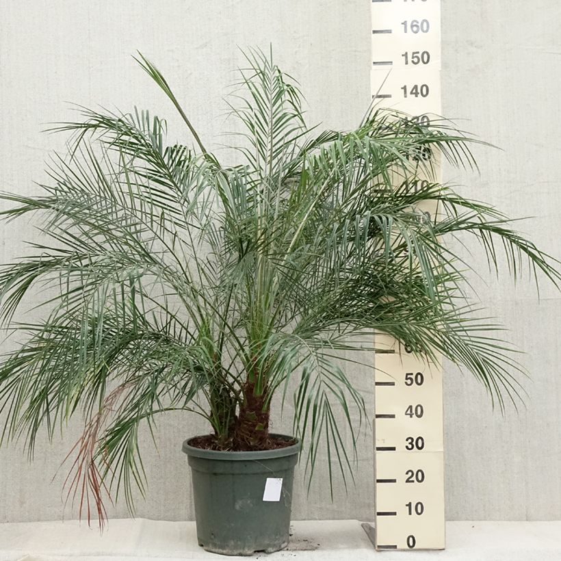 Ejemplar de Phoenix roebelinii - Palmera Maceta 20L/25L entregado en otoño