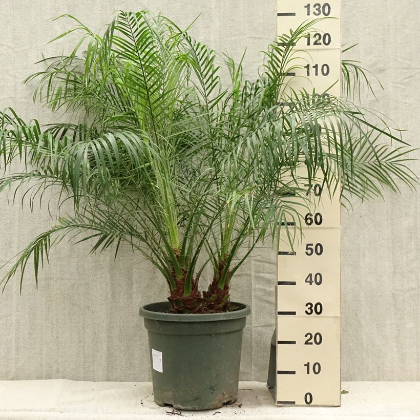 Ejemplar de Phoenix roebelinii - Palmera Maceta 20L/25LAltura de entrega aprox. 100/125cm entregado en verano