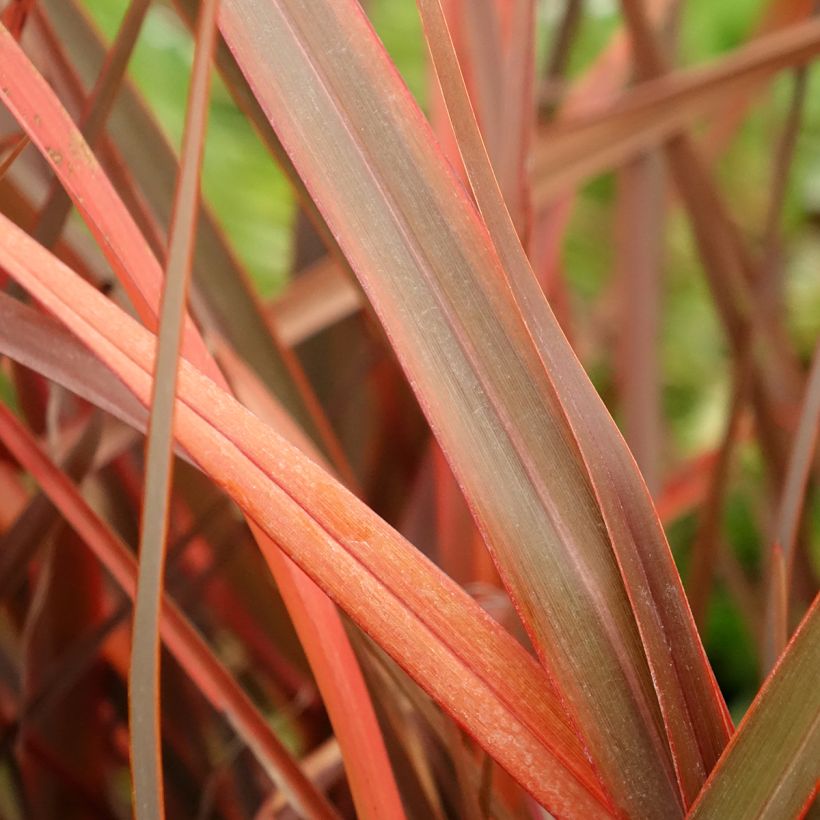 Phormium cookianum Bronze Baby - Lino de Nueva Zelanda (Follaje)