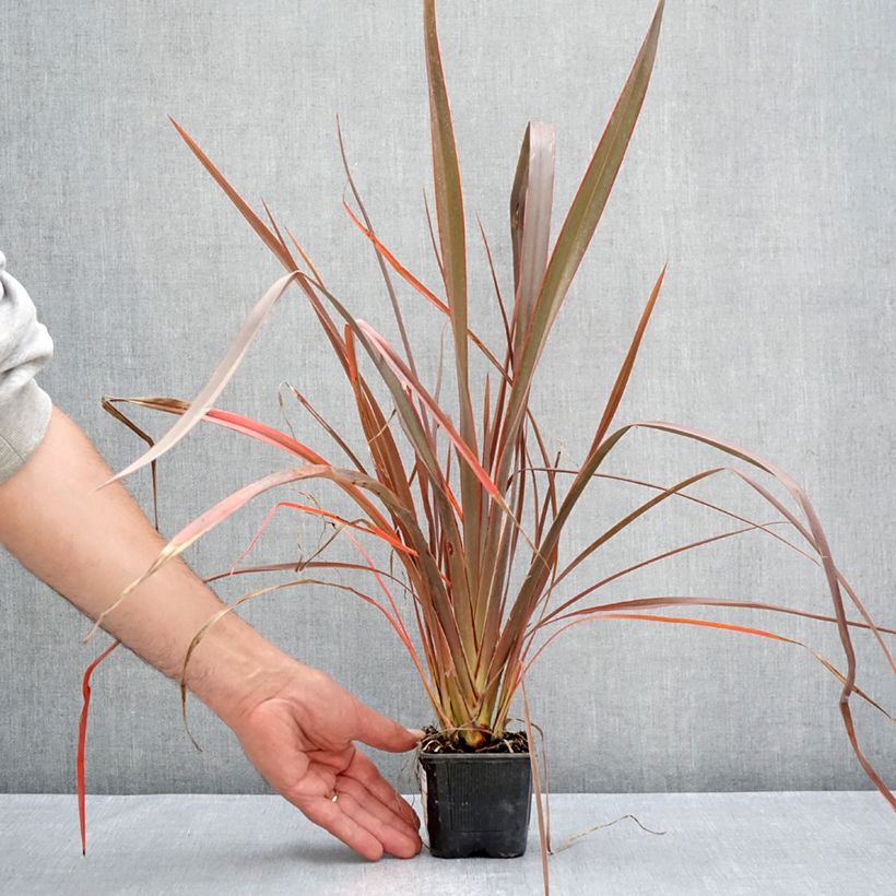 Ejemplar de Phormium cookianum Bronze Baby - Lino de Nueva Zelanda Maceta de 8/9 cm entregado en verano