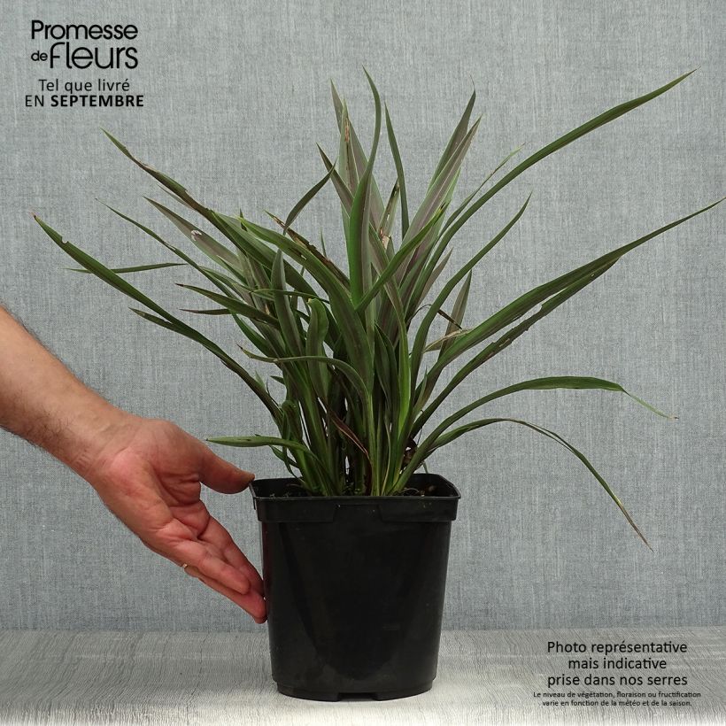 Ejemplar de Phormium tenax Chocomint - Lino de Nueva Zelanda Maceta 3L/4L entregado en otoño