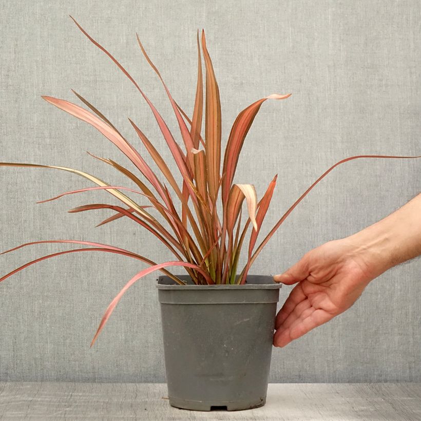 Ejemplar de Phormium cookianum Maori Maiden - Lino de Nueva Zelanda Maceta 3L/4L entregado en verano
