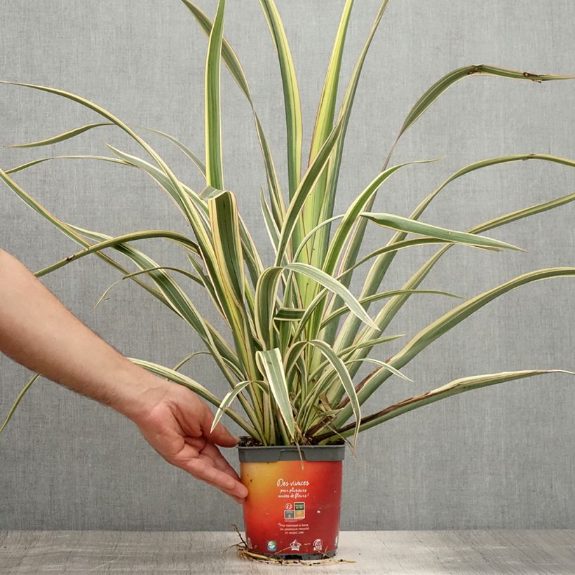 Ejemplar de Phormium cookianum subsp. hookeri Tricolor - Lino de Nueva Zelanda Maceta 1,5L/2L entregado en verano