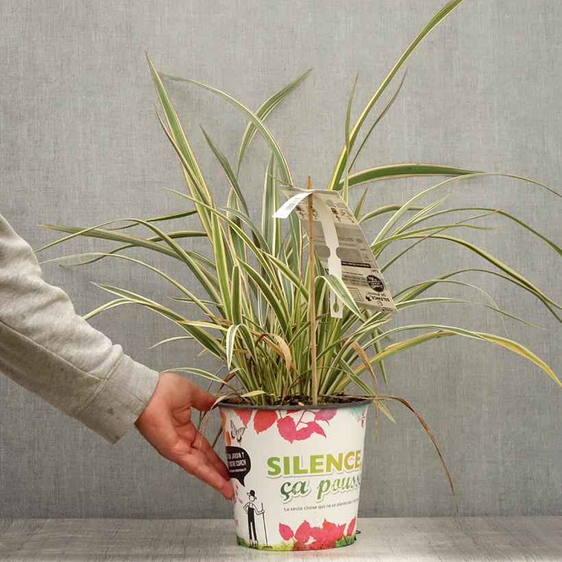 Ejemplar de Phormium cookianum subsp. hookeri Tricolor - Lino de Nueva Zelanda Maceta 3L/4L entregado en verano