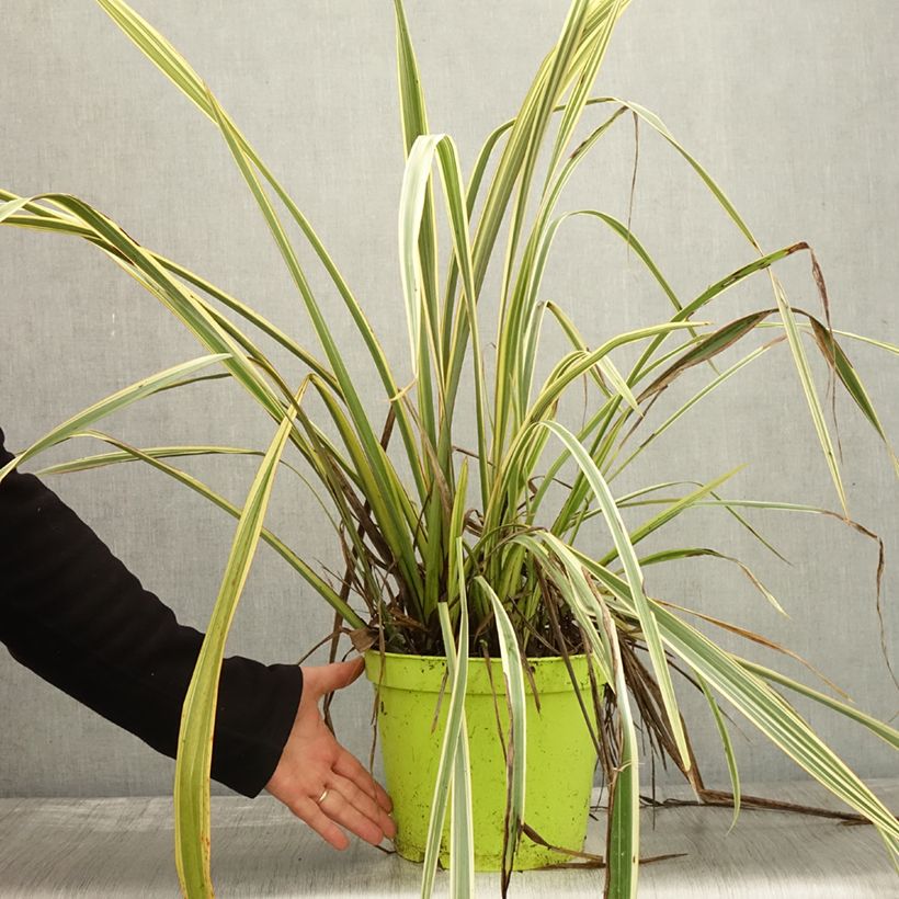 Ejemplar de Phormium tenax Golden Ray - Lino de Nueva Zelanda Maceta 7,5L/10L entregado en otoño