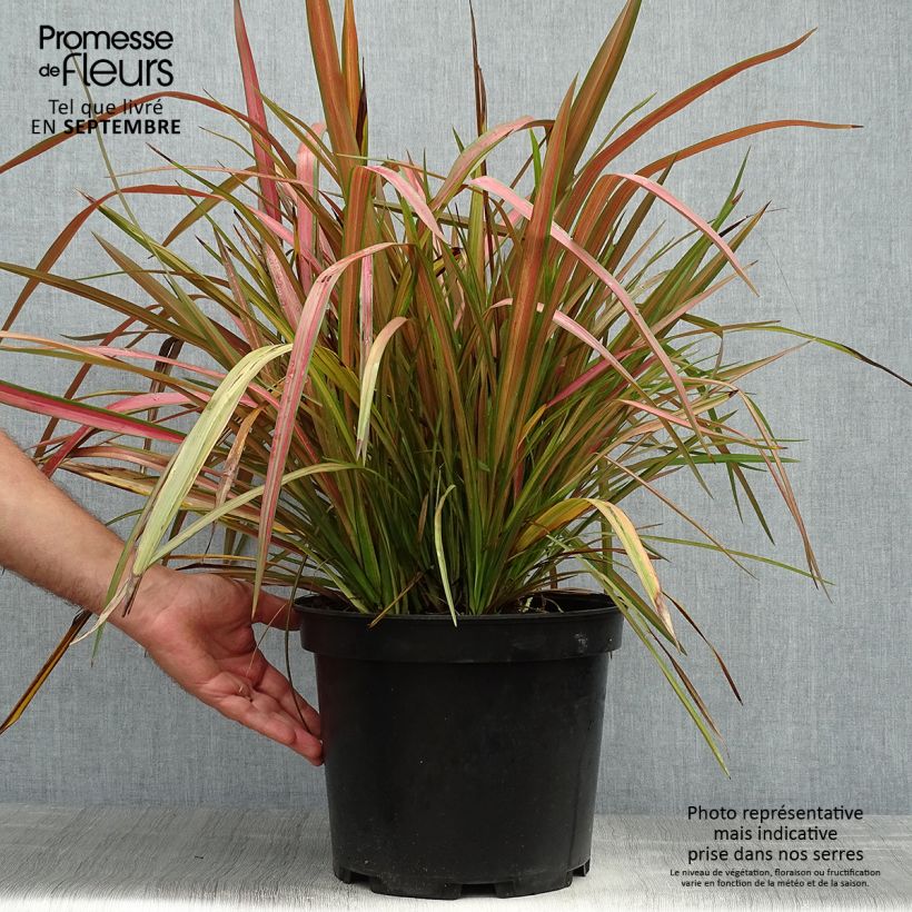 Ejemplar de Phormium tenax Jester - Lino de Nueva Zelanda Maceta 7,5L/10L entregado en otoño