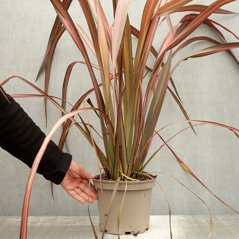Ejemplar de Phormium tenax Margaret Jones - Lino de Nueva Zelanda Maceta 4L/5L entregado en otoño