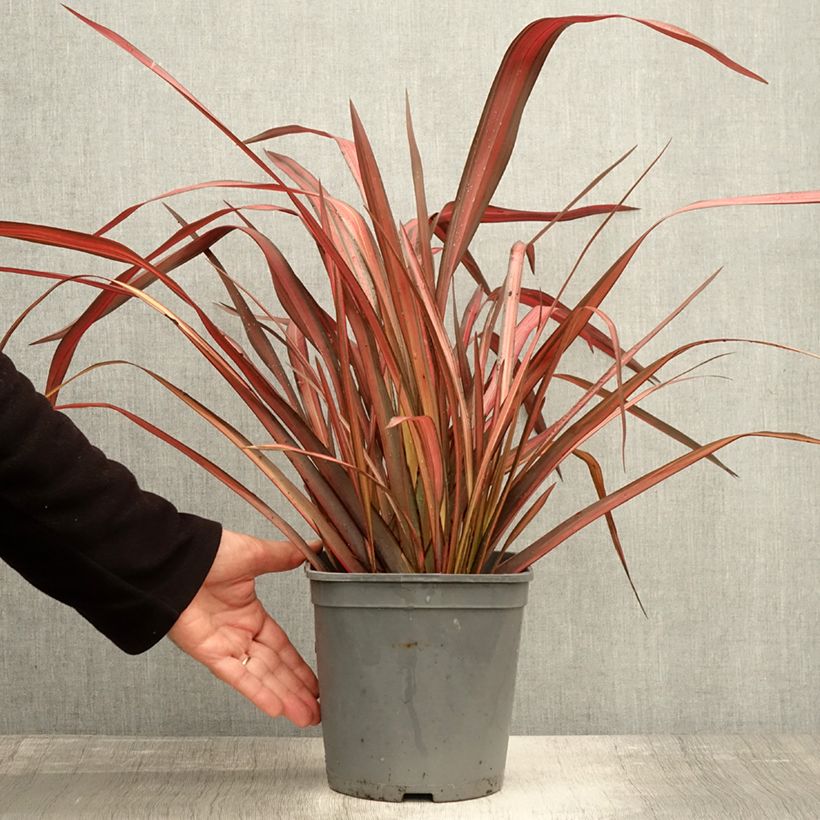 Ejemplar de Phormium tenax Evening Glow - Lino de Nueva Zelanda Maceta 4L/5L entregado en otoño