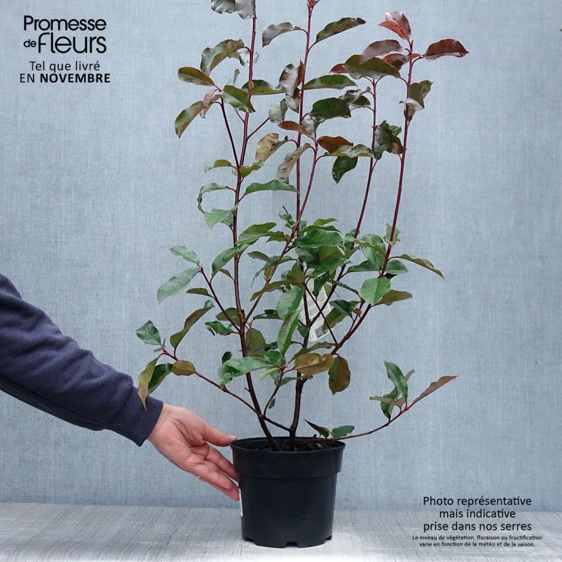 Ejemplar de Photinia fraseri Camilvy - Fotinia Maceta 2L/3L entregado en otoño