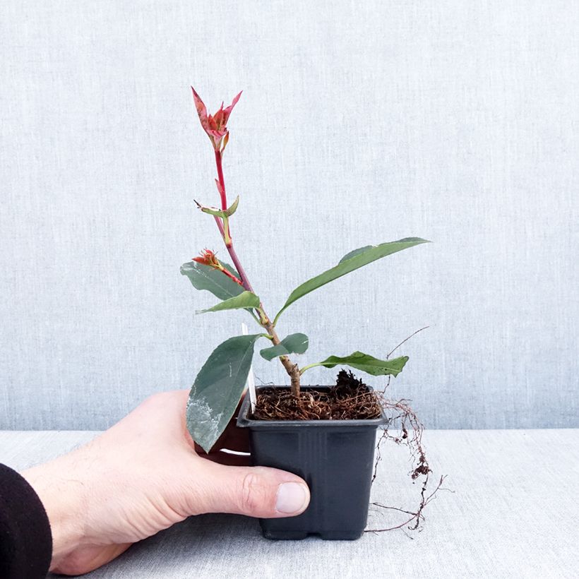 Photinia fraseri Camilvy - Fotinia Maceta de 8/9 cm Ejemplar entregado en invierno